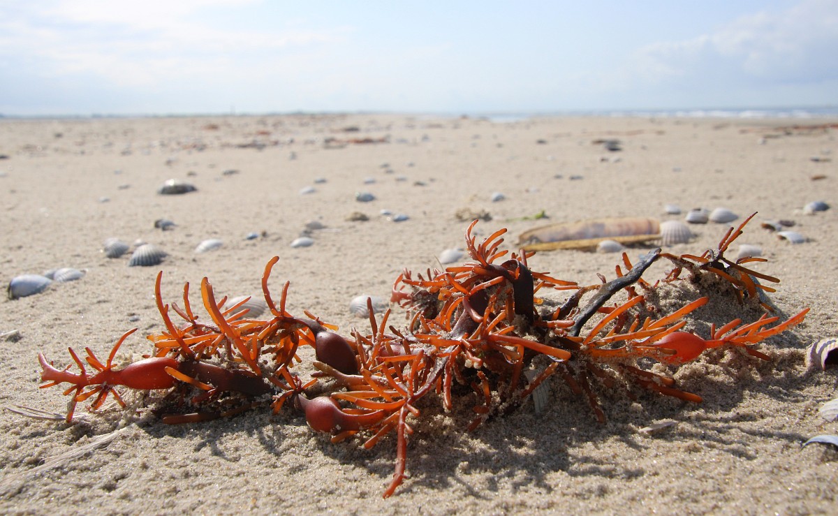 Qizlarni ogziga singdirish